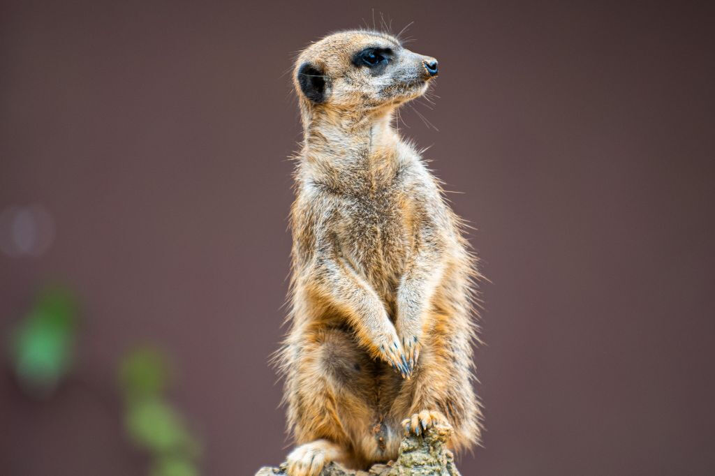Zoo Santo Inácio: Skip The Line Ticket