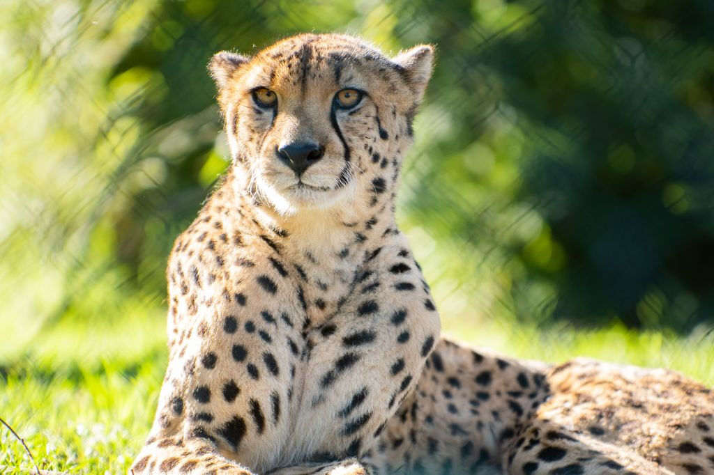Zoo Santo Inácio: Skip The Line Ticket