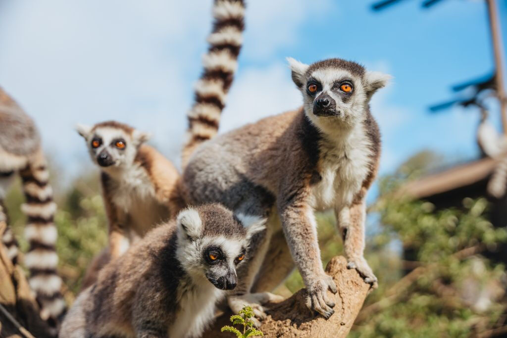 Zoo Santo Inácio: Skip The Line Ticket