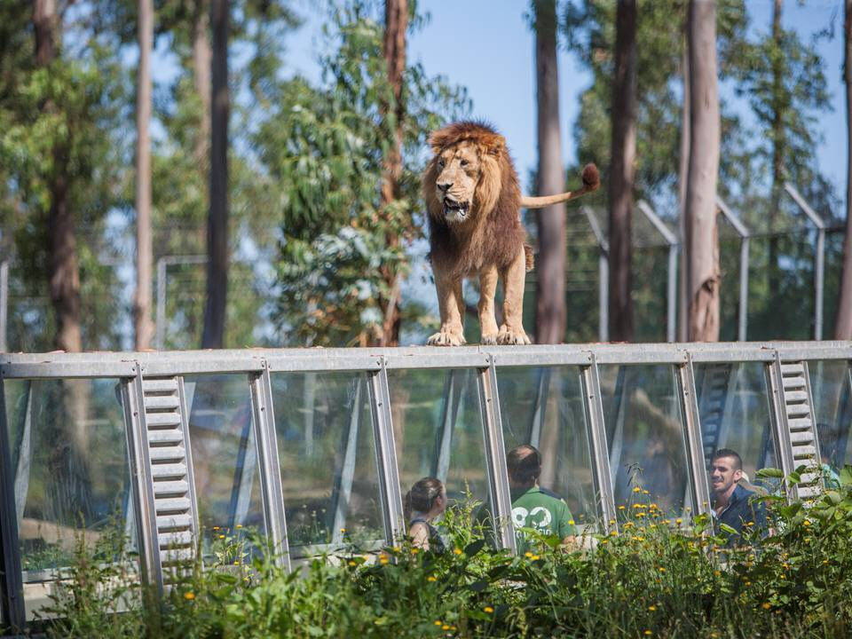 Zoo Santo Inácio: Entrada sin colas