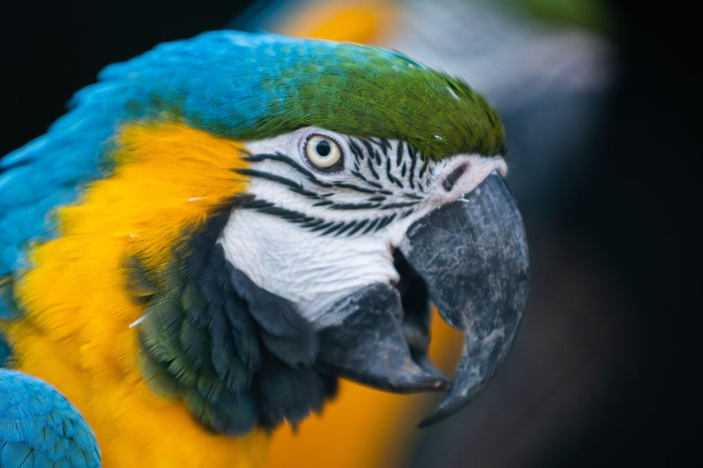 Zoo Santo Inácio: Skip The Line Ticket