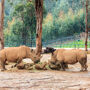 Zoo Santo Inácio: Skip The Line Ticket