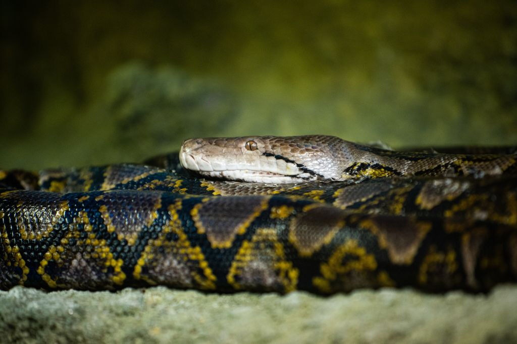 Zoo Santo Inácio: Skip The Line Ticket