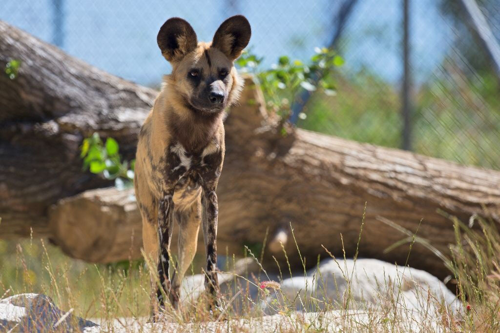 Zoo Santo Inácio: Skip The Line Ticket