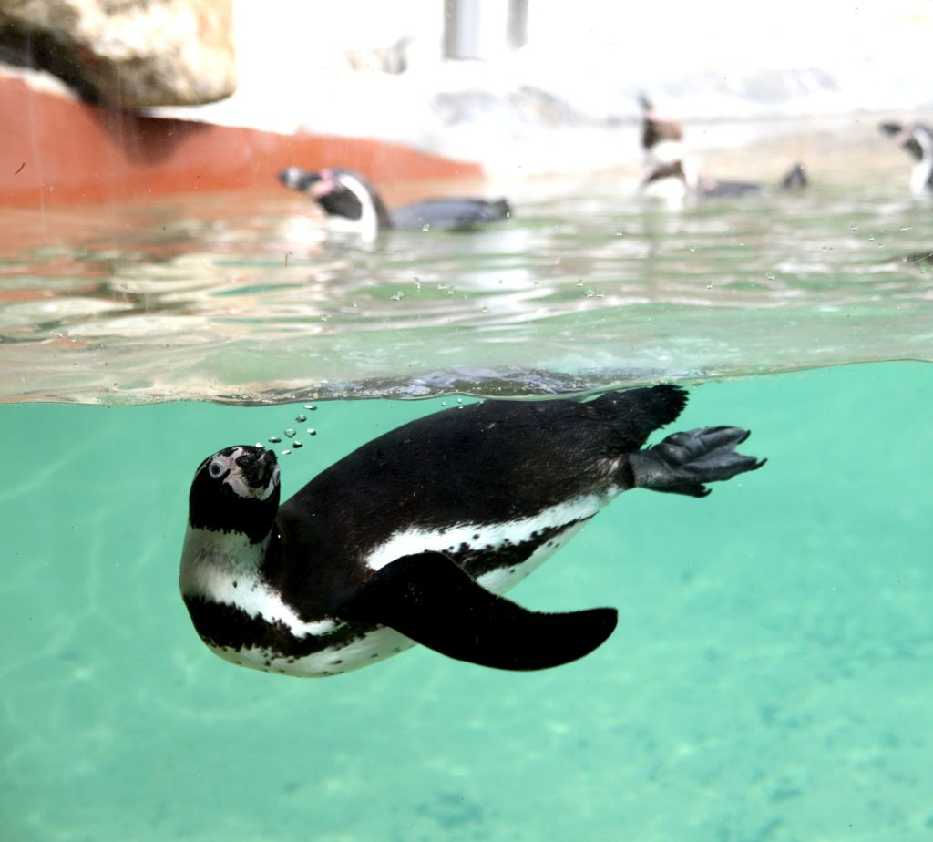 Zoo Santo Inácio: Skip The Line Ticket