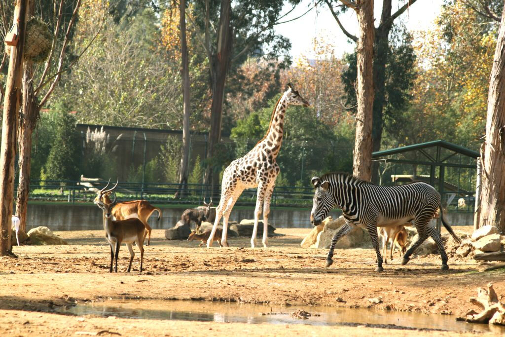 Zoo Santo Inácio: Skip The Line Ticket