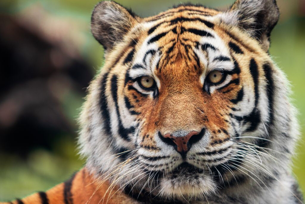 Zoo Santo Inácio: Skip The Line Ticket