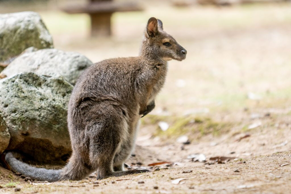 Zoo Santo Inácio: Skip The Line Ticket