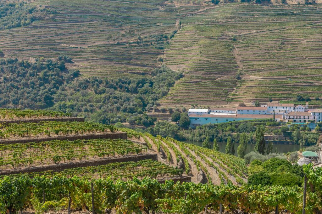 Vale do Douro: Passeio de um dia saindo do Porto com cruzeiro + degustação de vinho do Porto