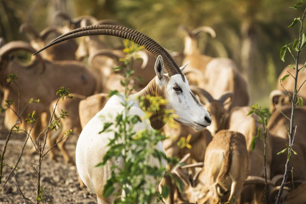 Oasis Wildlife Fuerteventura 