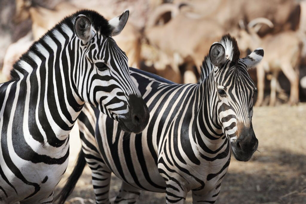 Oasis Wildlife Fuerteventura 
