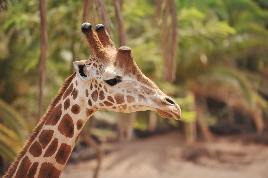 Oasis Wildlife Fuerteventura 