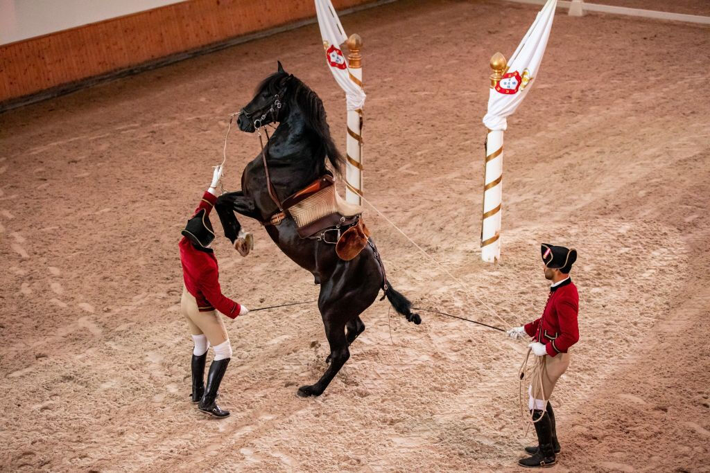Scuola Portoghese di Arte Equestre: Allenamento mattutino