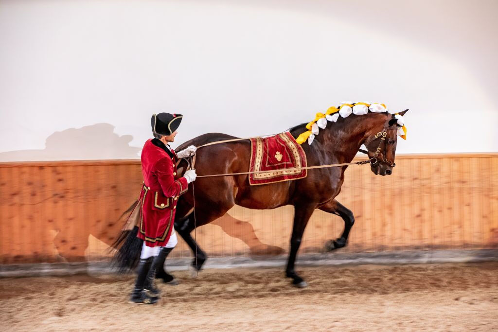 Scuola Portoghese di Arte Equestre: Allenamento mattutino