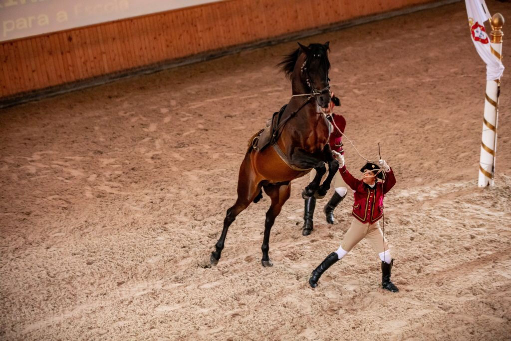 Scuola Portoghese di Arte Equestre: Allenamento mattutino