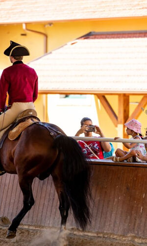 Escola Portuguesa de Arte Equestre: Treinamento Matinal