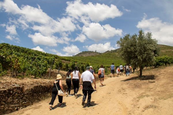 Vallée du Douro : Excursion dep. Porto + Dégustation vin, fromage, huile d'olive