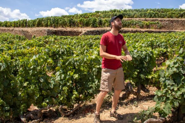Valle del Duero: Excursión desde Oporto + Cata de vinos, queso y aceite de oliva