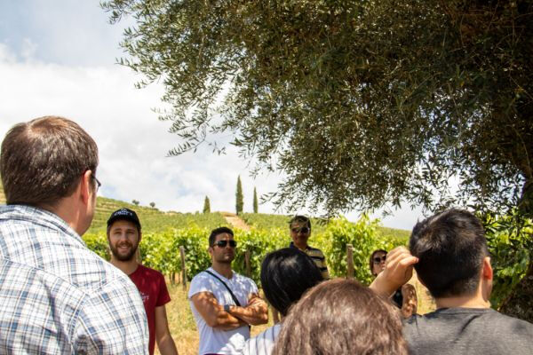 Valle del Duero: Excursión desde Oporto + Cata de vinos, queso y aceite de oliva