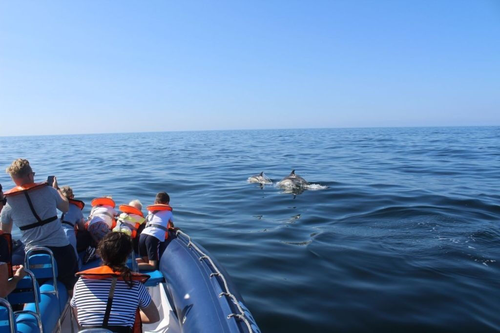 Dolphin Watching Tour from Lagos