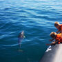 Dolphin Watching Tour from Lagos