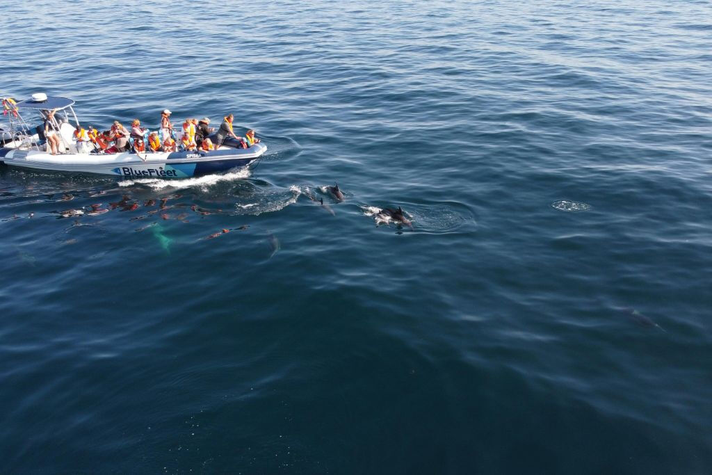Dolphin Watching Tour from Lagos