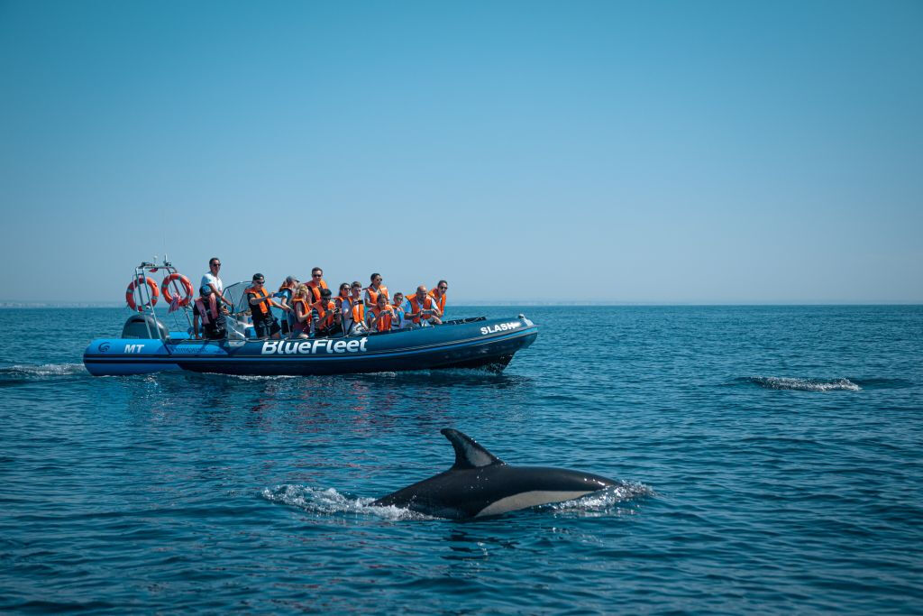 Dolphin Watching Tour from Lagos