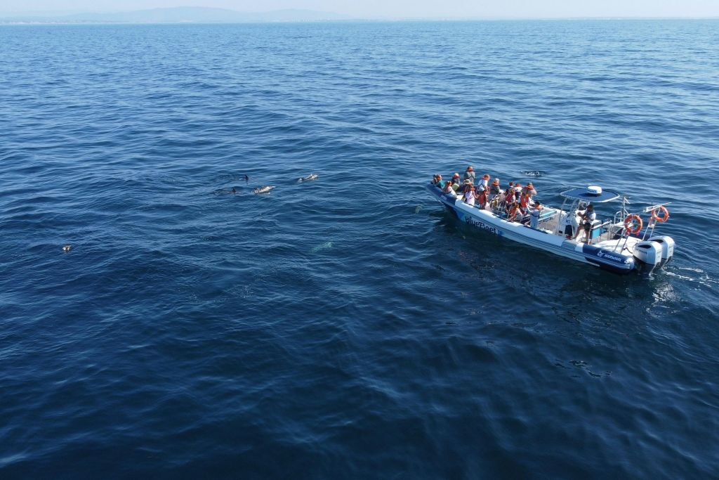 Dolphin Watching Tour from Lagos