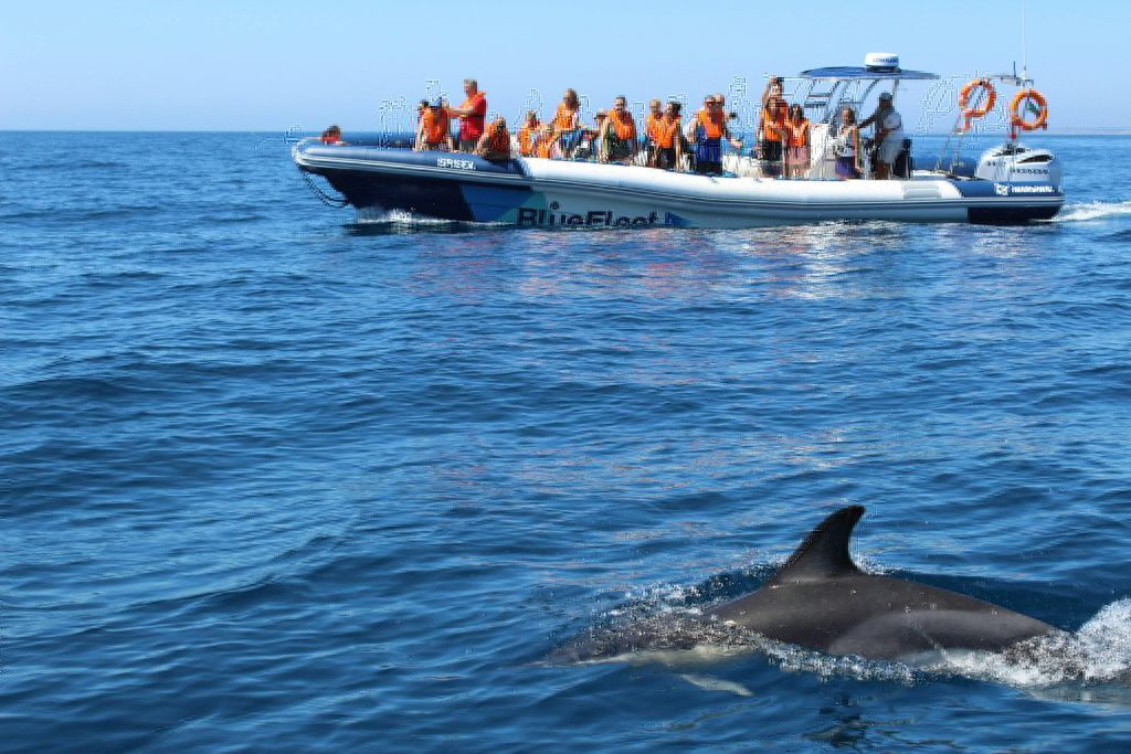 Dolphin Watching Tour from Lagos