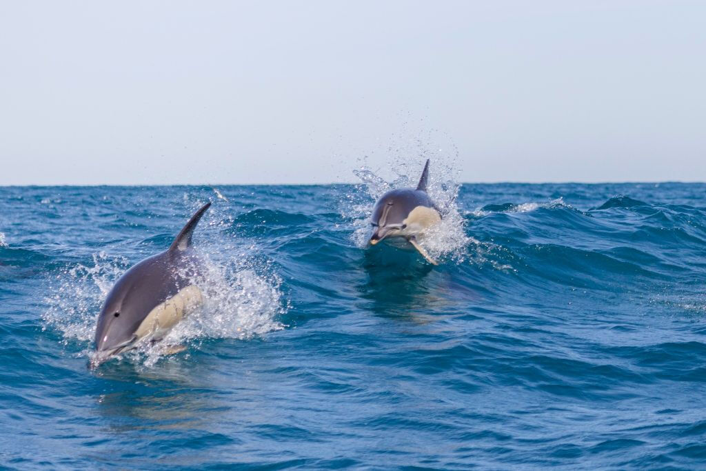 Tour de observación de delfines desde Lisboa