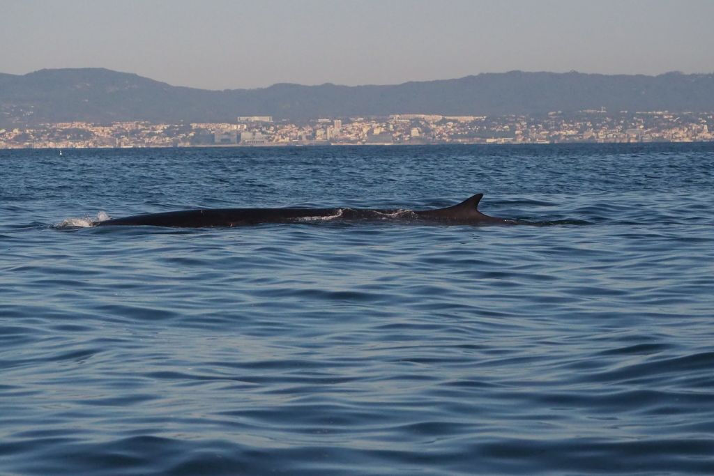 Tour de observación de delfines desde Lisboa