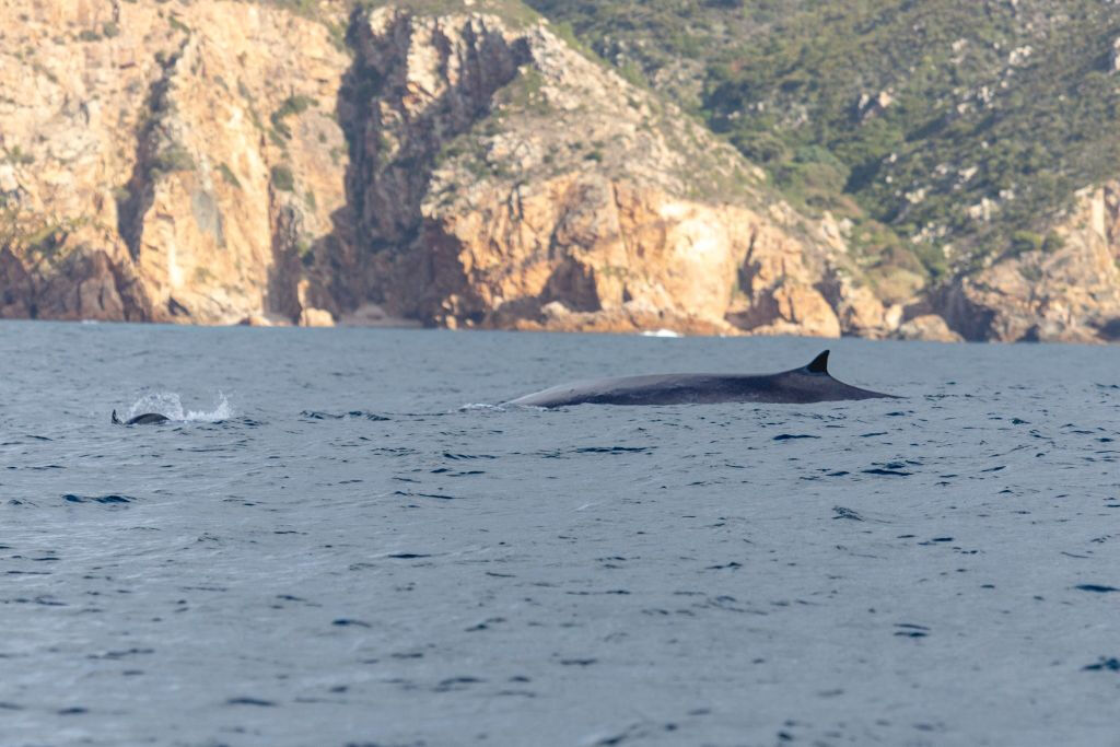 Tour de observación de delfines desde Lisboa