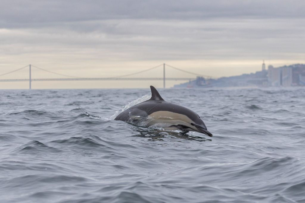 Tour de observación de delfines desde Lisboa