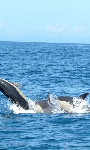 Tour de observación de delfines desde Lisboa