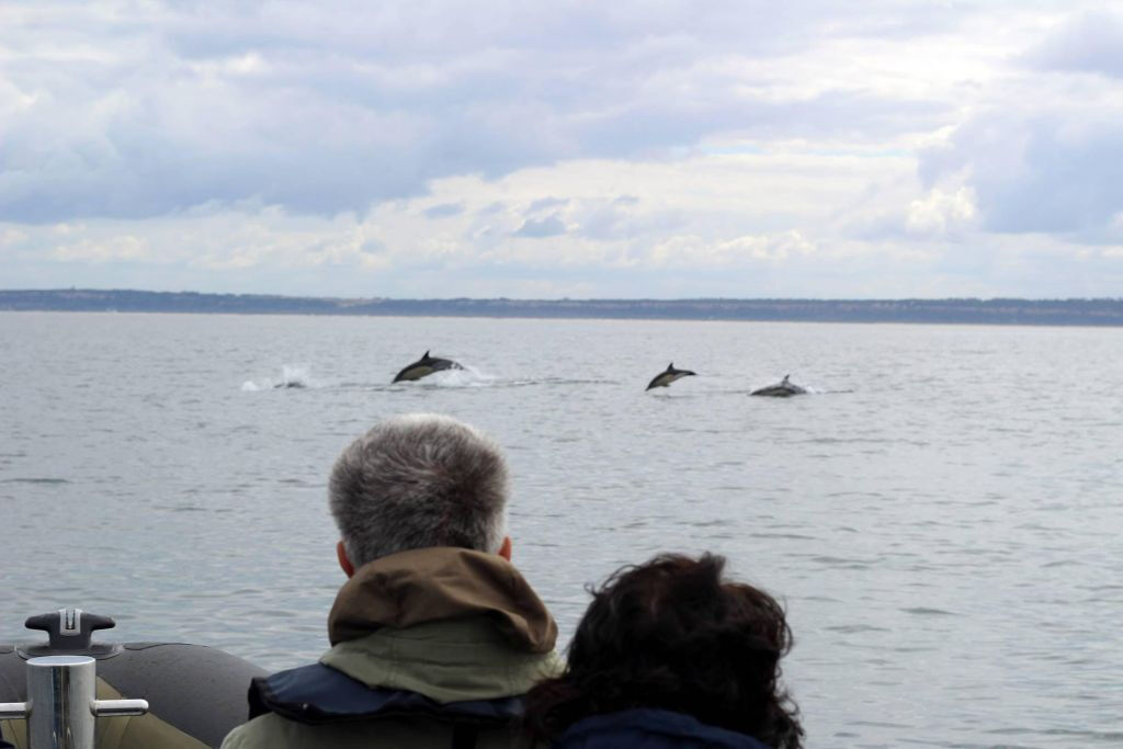 Tour de observación de delfines desde Lisboa