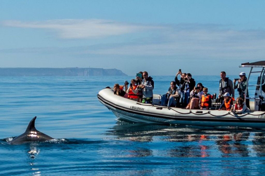 Tour de observación de delfines desde Lisboa