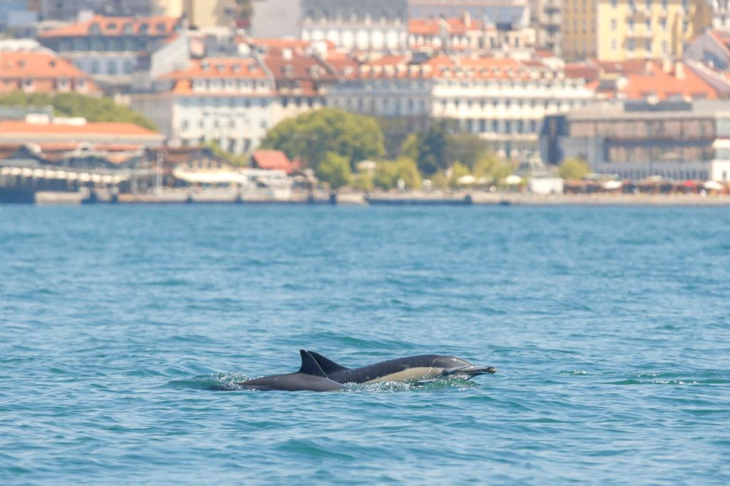 Tour de observación de delfines desde Lisboa