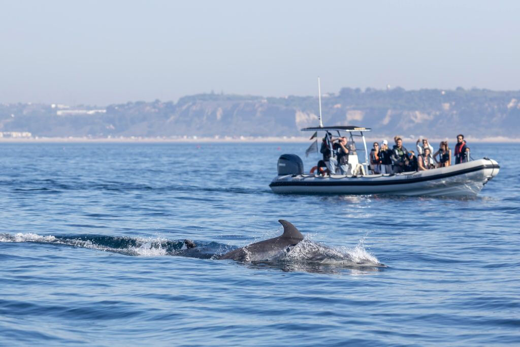 Tour de observación de delfines desde Lisboa
