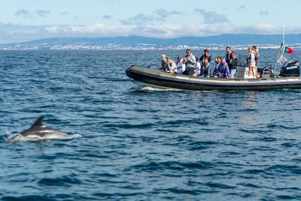 Tour de observación de delfines desde Lisboa