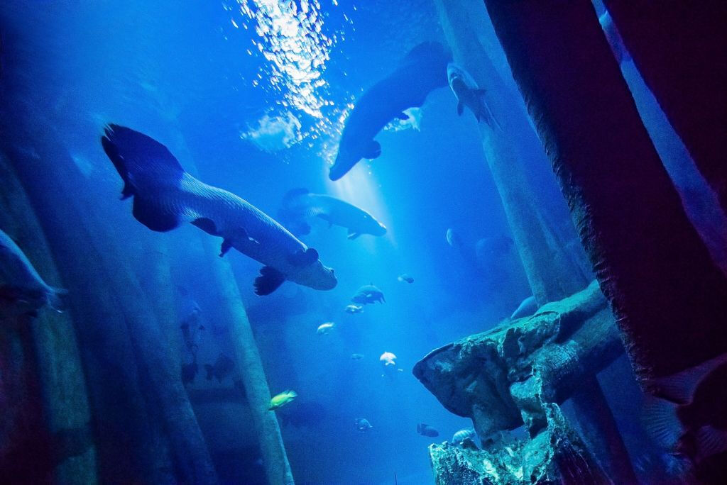 Acuario de Zaragoza