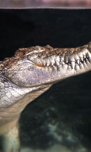 Acuario de Zaragoza