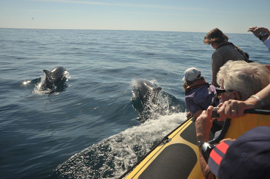 Tour in Barca Grotte e Avvistamento Delfini da Albufeira - Insónia (semirigida)