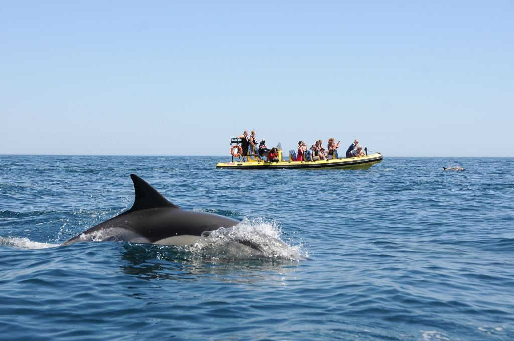 Tour in Barca Grotte e Avvistamento Delfini da Albufeira - Insónia (semirigida)
