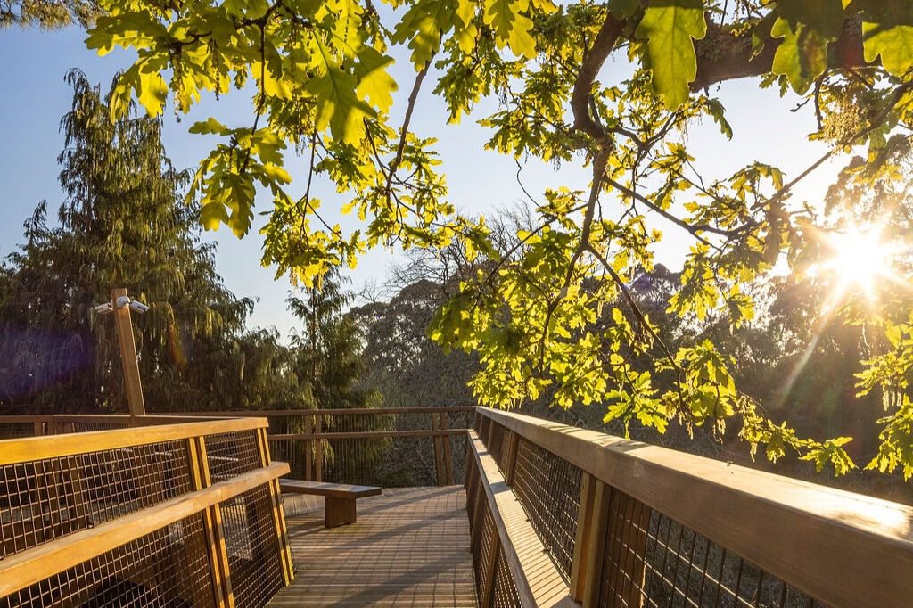 Serralves Park: Entry Ticket and Treetop Walk