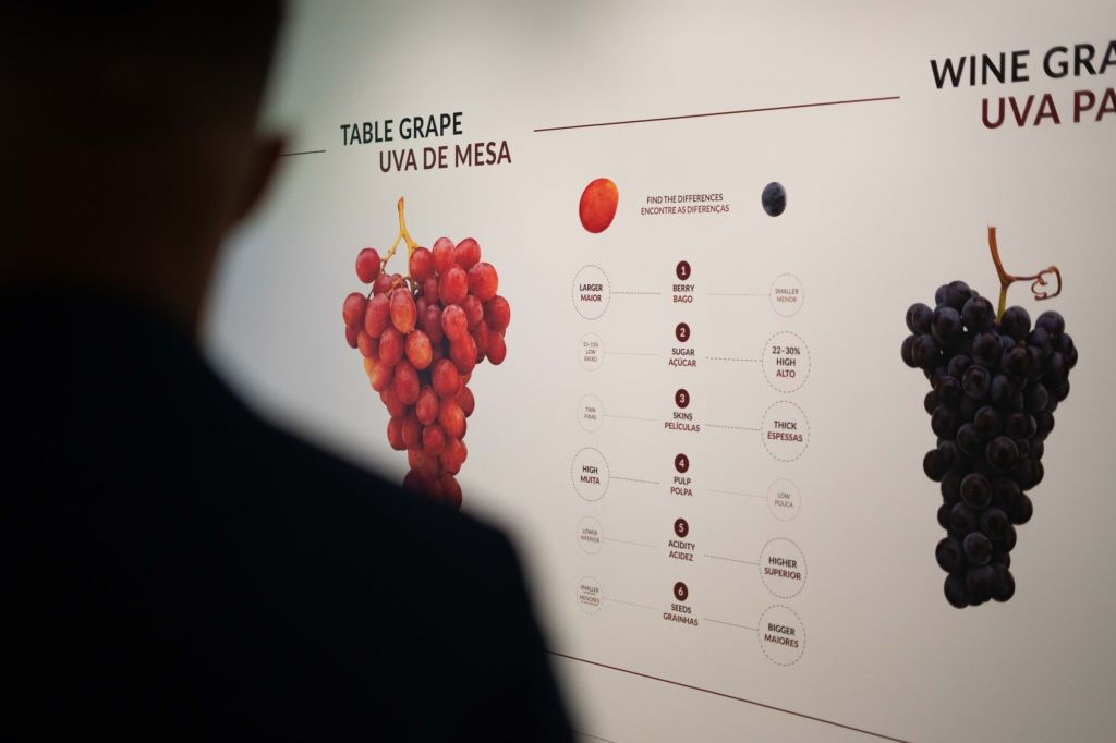 La Bodega de Taylor y La Experiencia del Vino: Visita + Cata