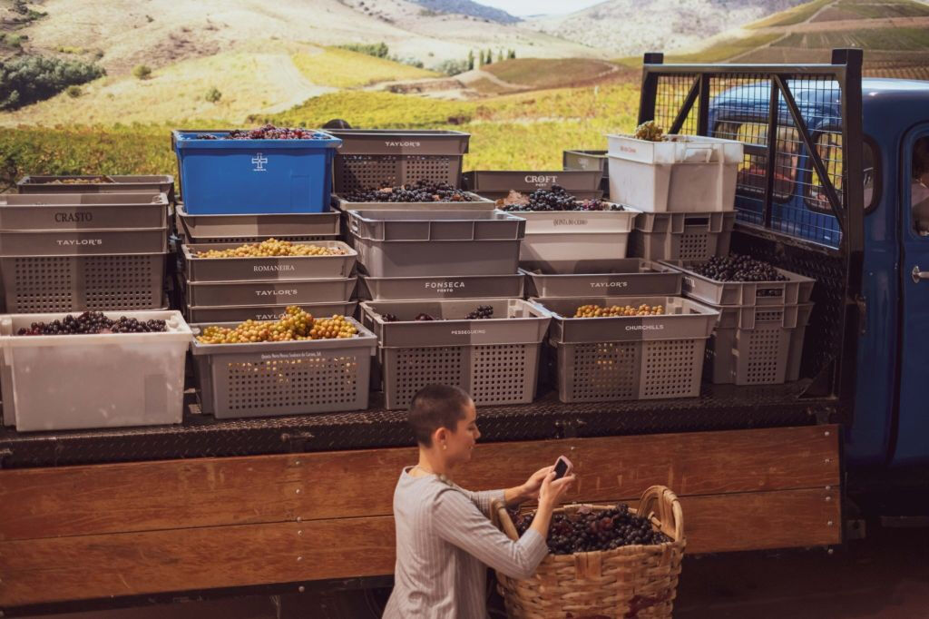 Cantina Fonseca & The Wine Experience: Tour + Degustazione