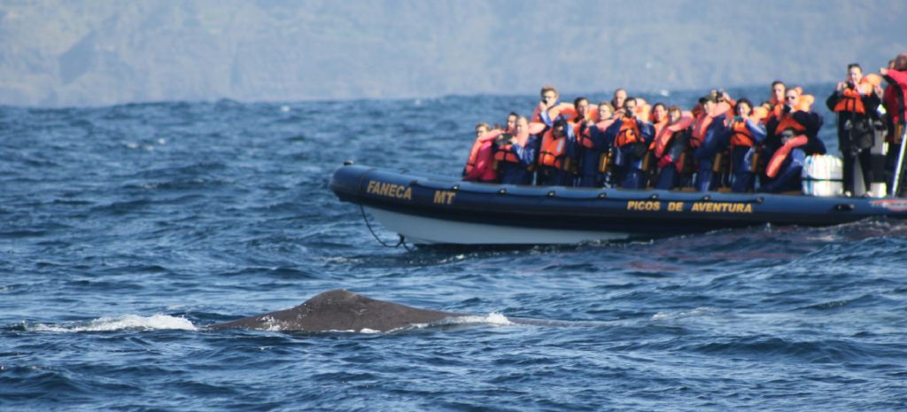 Observação de baleias e golfinhos desde Ponta Delgada
