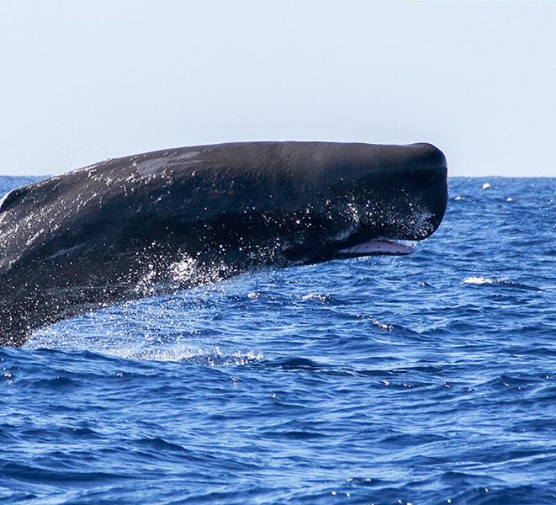 Observação de baleias e golfinhos desde Ponta Delgada