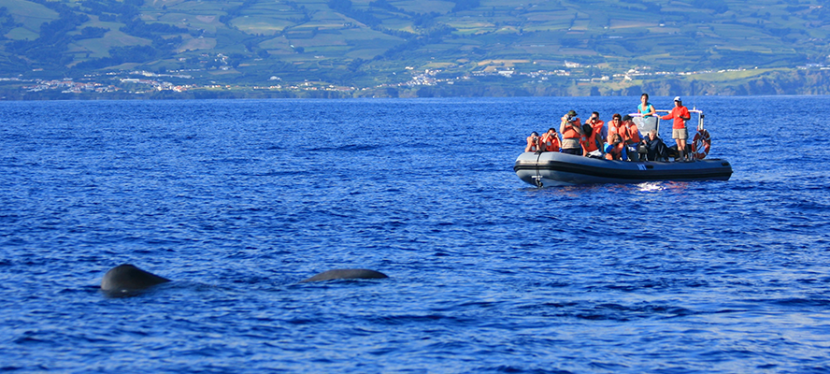 Observação de baleias e golfinhos desde Ponta Delgada
