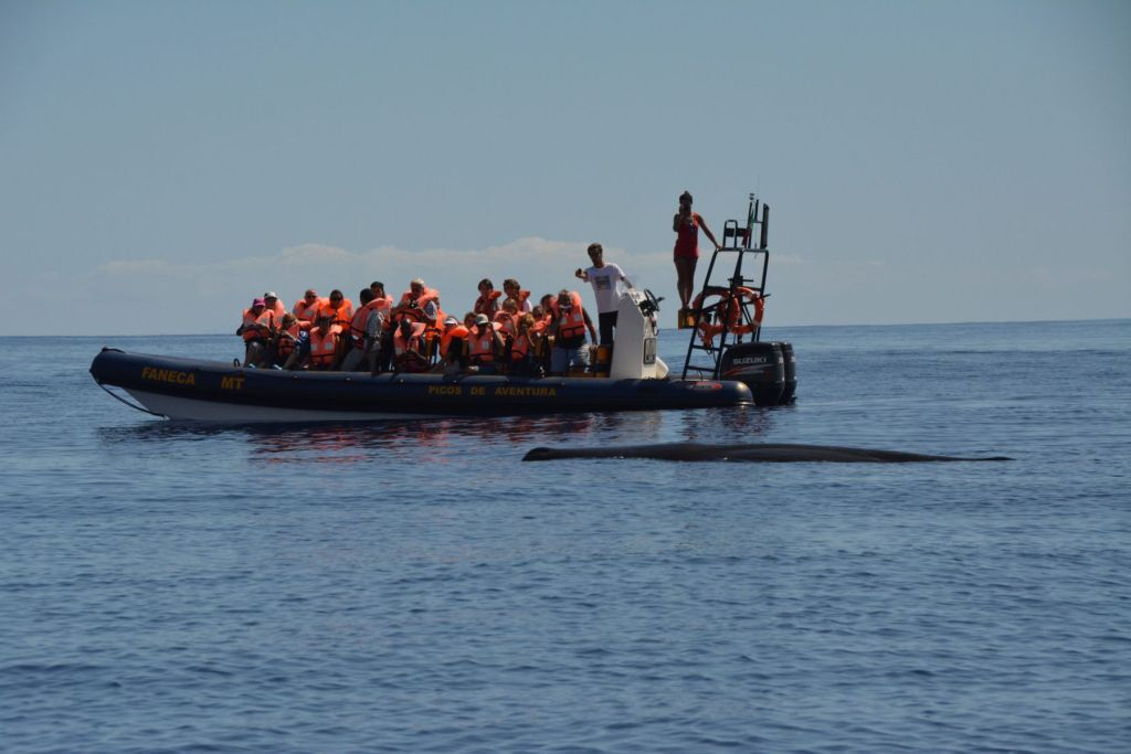 Observação de baleias e golfinhos desde Ponta Delgada